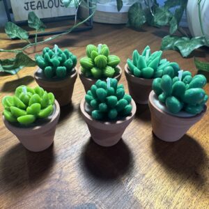 Succulent in a Terracotta Pot